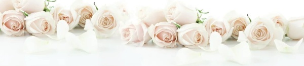 Панель стеновая Чайная роза 2.8 м